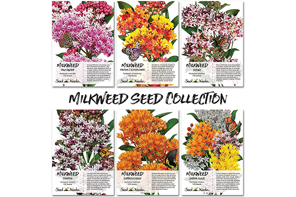 Free Butterfly Milkweed Seed Packs